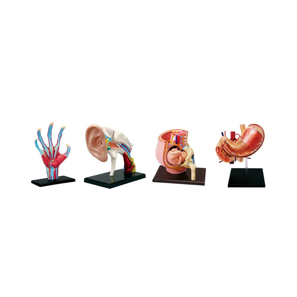 

Medical-Torso Human Body Model Removable Parts Education Organs Model for Teaching Study Class Students(Teeth Model)