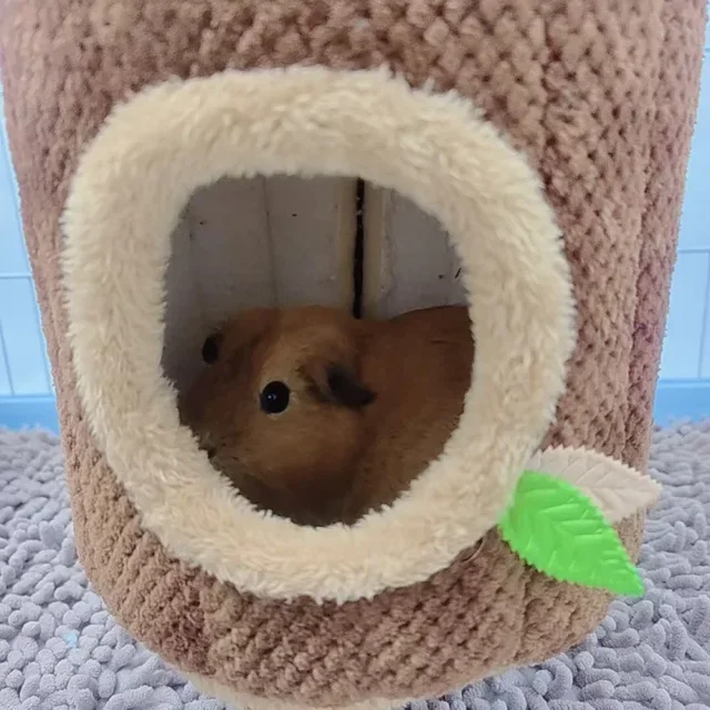 Hamster Tree Stump Hammock 4