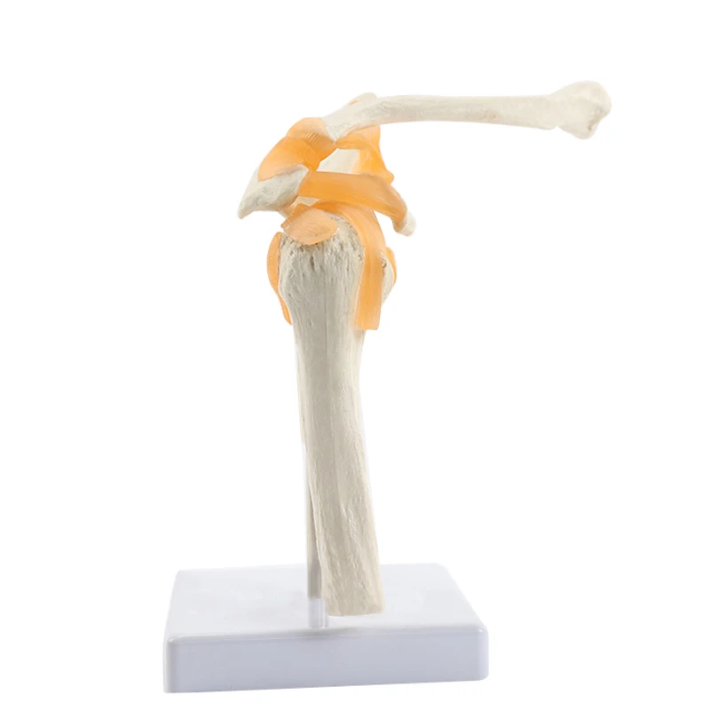 Human Functional Shoulder Joint Anatomy Model Medical Science Teaching Resources Dropshipping anatomical models