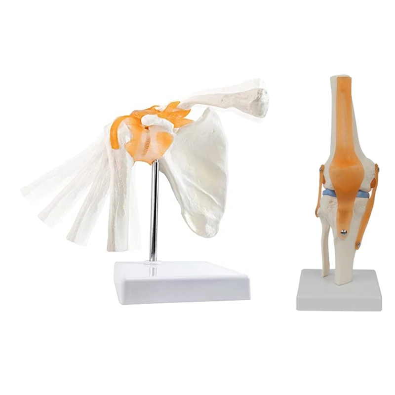 

Anatomy Shoulder Joint Model -Anatomy Skeleton, Anatomical -Knee Joint With Ligaments Model Easy Install