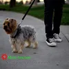 Solid Color 2 in 1 Pet Car Seat Belt Durable Nylon Safety Adjustable Dog Leash for Small Large Dogs Fashion Pet Car Supplies 2