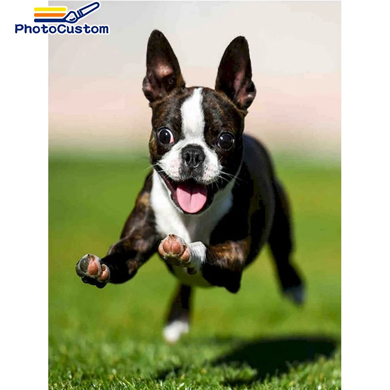 

PhotoCustom Алмазная вышивка, распродажа, картины животных, собака, картина, квадратная вышивка, Алмазная мозаика, алмазная живопись, подарок