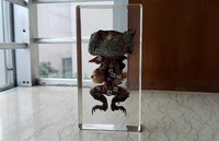 Frog Toad Transparent Resin Embedded Specimen Teaching Tools 1