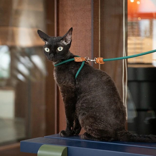 Adjustable Cat Chest Harness Set With Adjustable X-shaped Anti Slip Cat Traction Rope And Cat Walking Rope Walking Leash Set 4