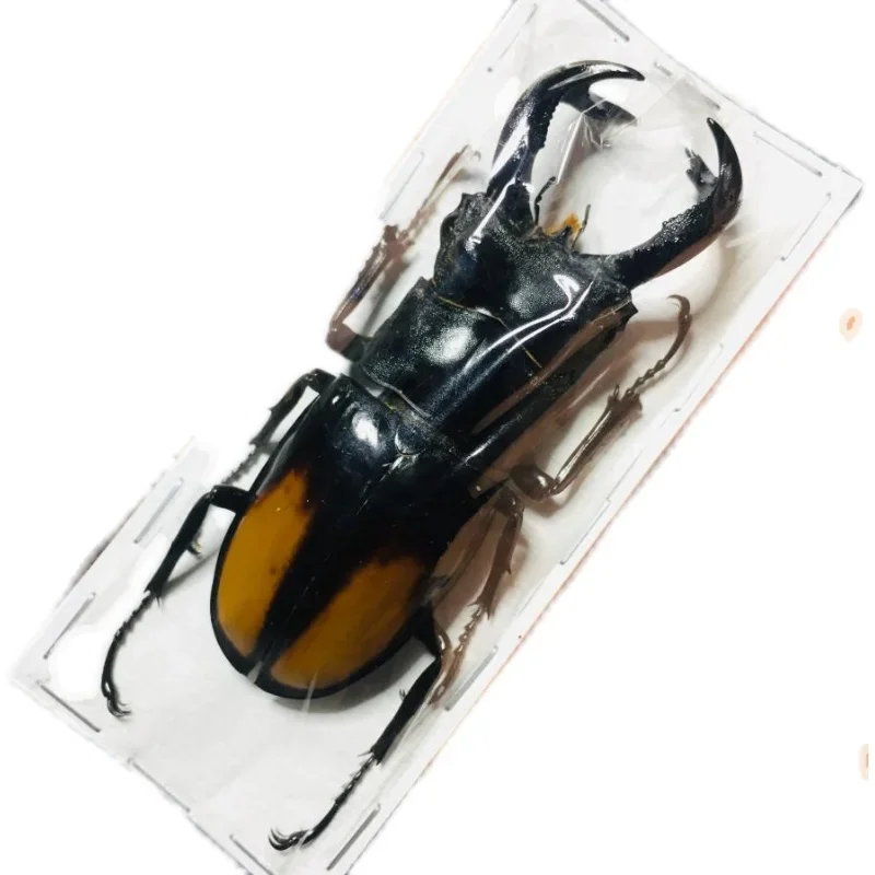 Real Insect Bug Specimen Taxidermia Clear Large Bug  Spiders Beetles Large Insect Scorpion Specimen Craft Decoration 5