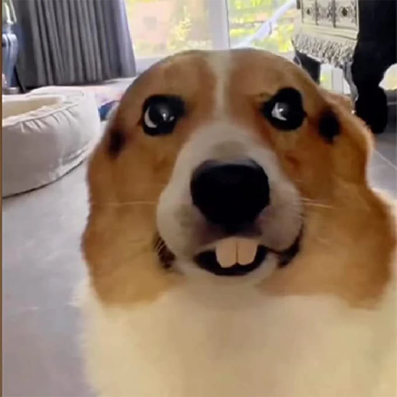 Funny Dog False Teeth Pet Dentures Decorating Supplies Dog Halloween