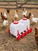 10KG Self Filling Automatic Chicken Waterer with 10 Cup Poultry Dispenser Waterer Chicken Waterer Feeder for Pigeon Duck Goose