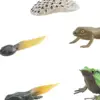 Frog Growth Cycle Realistic Cake Toppers Biology Model Teaching Tools Birthday Gifts Animal Life Growth Cycle Figure Educational 4