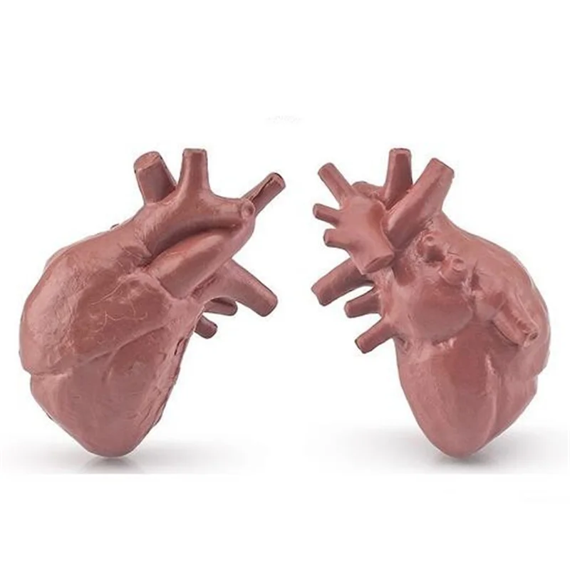 Human Torso Body Organ Miniature Anatomy Organs Model Education Montessori Toy Kiddie Boy Girl Collection Figurines 8PCS 5