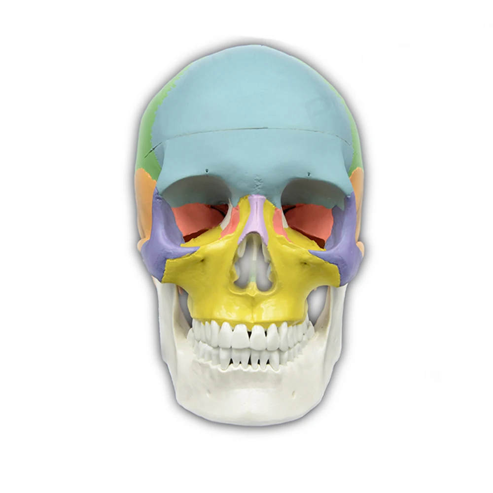 

Dental Model Skull Model Anatomical Skull Model Medical Skeleton Anatomy 1:1 1pc