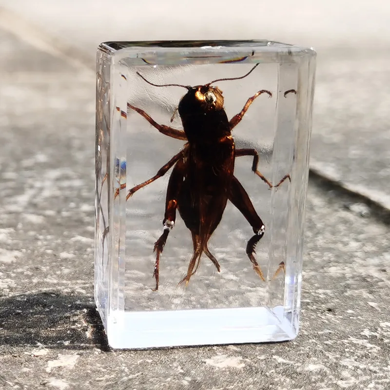 New real insect specimen transparent resin spider autumn beetle scorpion wasp 