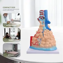 

Human Respiratory Lung Model Respiratory Large Alveolus Model Experiment Model