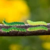 5-15PCS/Set Mini Simulated Caterpillar Prank Animals Model Crawling Insect Action Figures Educational Toys For Kids and Friends 5