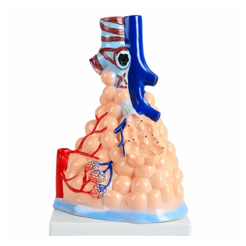 

Y5GE Human Respiratory System Model Human Alveolar Cardiopulmonary Anatomy Model, Pulmonary Heart Model For Medical Teaching