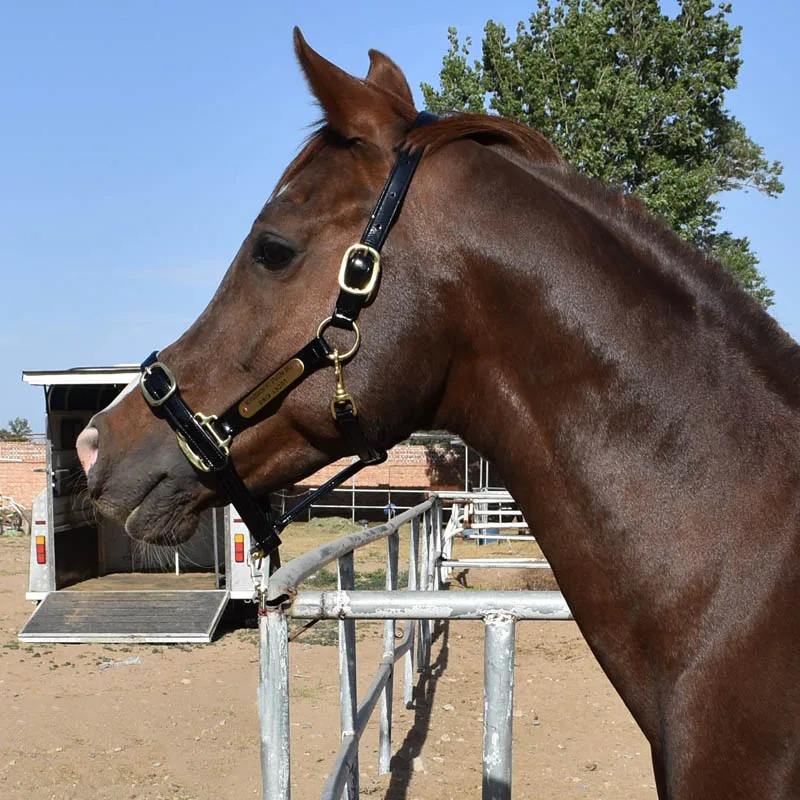 S8b62f8097efd4840acc3dee7e2b26edbp