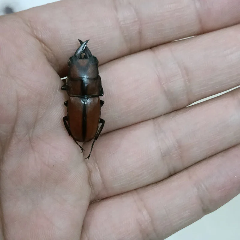 奇虫　標本　2個セット 71n9jRqQZvL._AC_SY200_QL15_.jpg