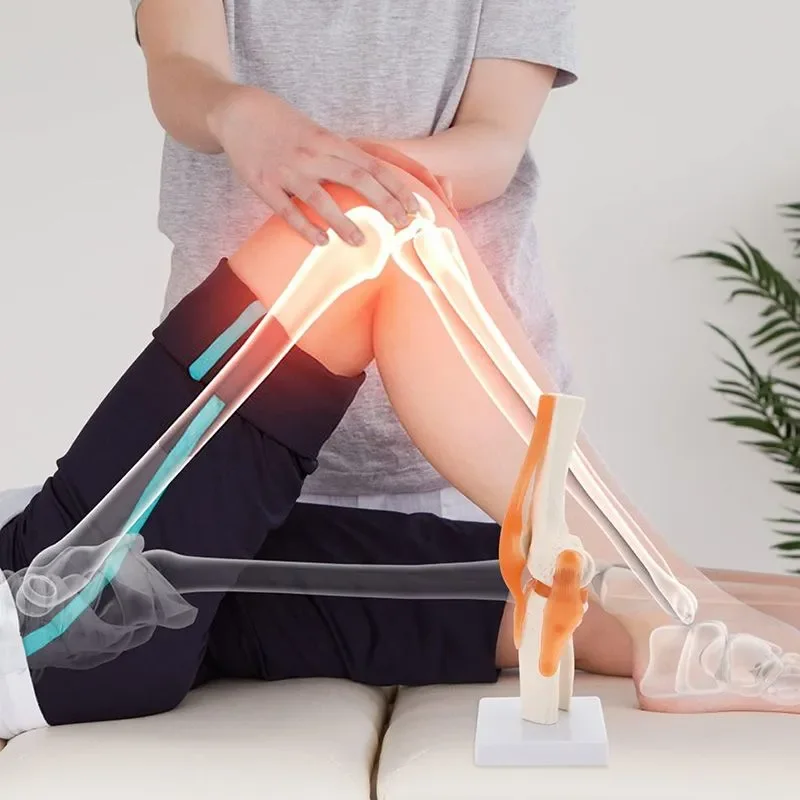 1:1Flexible Human skeleton Knee Joint Anatomy Model with Femur Tibia and Fibula Bone anatomical knee joints Medical Teaching