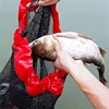 Portable Collapsible Fishing Mesh Bag Thickening Live Fish Net with Bundle Mouth for Outdoor Traps Fishing Crayfish/Shrimp/Eels 3