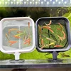 AquariumFish Fishing Net Stainless Steel Retractable Small Shrimp Fishing Nets Fish Accessories for Fish Tank Cleaner Tool 4