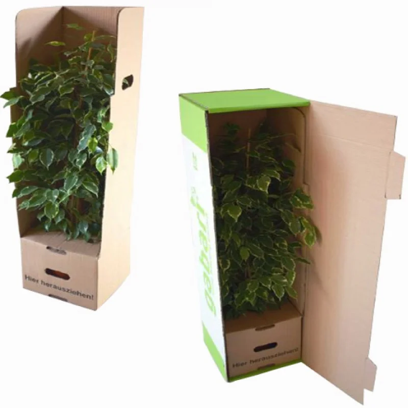

Custom Wholesale China Custom Paper Cardboard Long Live Plant Packaging Shipping Box for Plants
