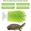 Amphibian Friendly Turtle Back Scrub Brush PVC Suction Cup Exfoliation Tool for Removing Shell Scutes and Promoting Shell Health 2