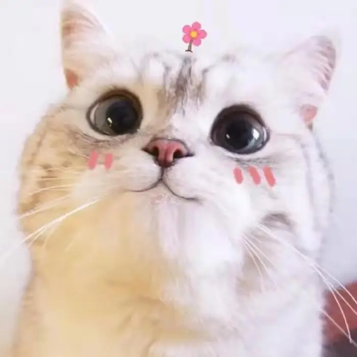 Shop1100053012 Store