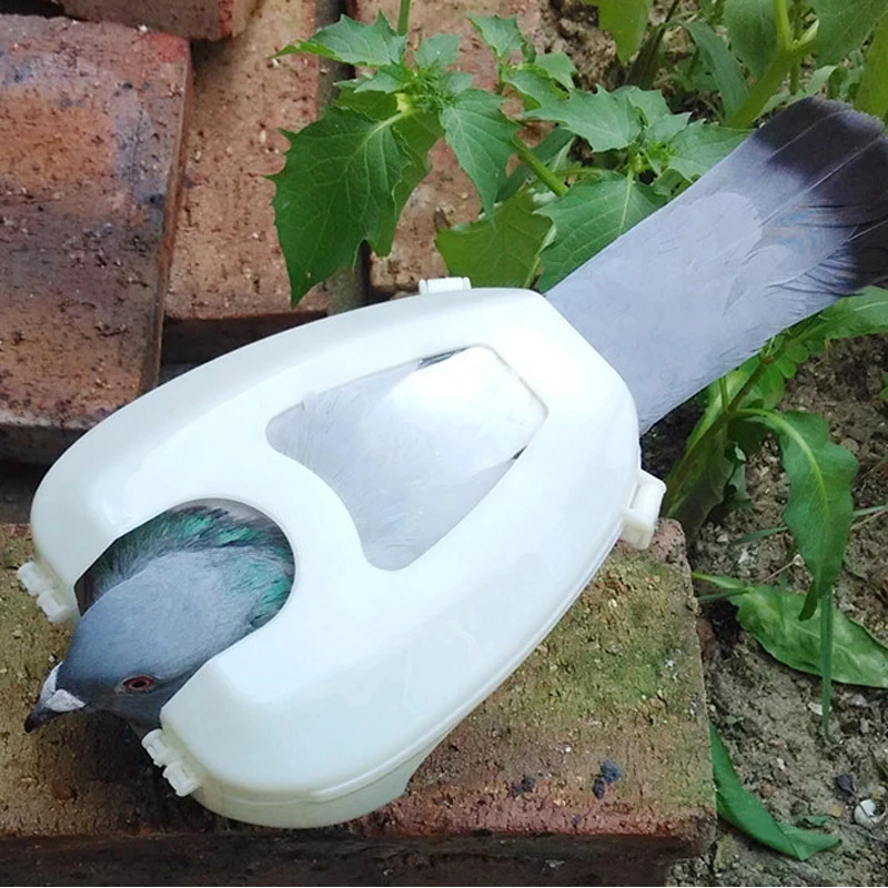 1 Pcs Racing Pigeon Holder Fixed Box Feeding Medicine Assist Device Pigeon For Injection Feeding Vaccination Bird Supplies Mount