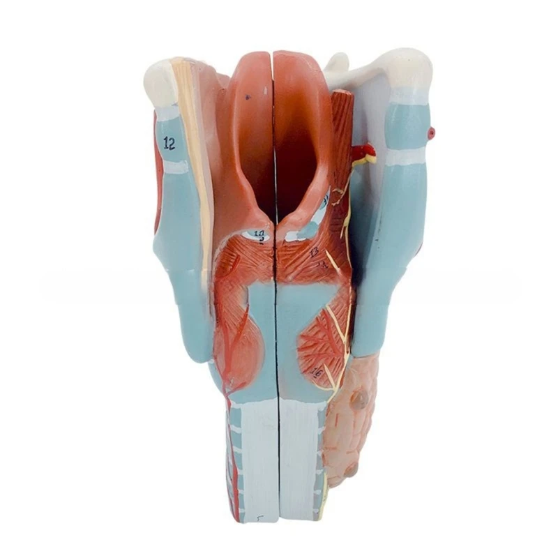 

2x Enlarged Human Throat Anatomy Model for Diseases Study, Anatomical Larynx Model Throat Anatomy Model Teaching Prop