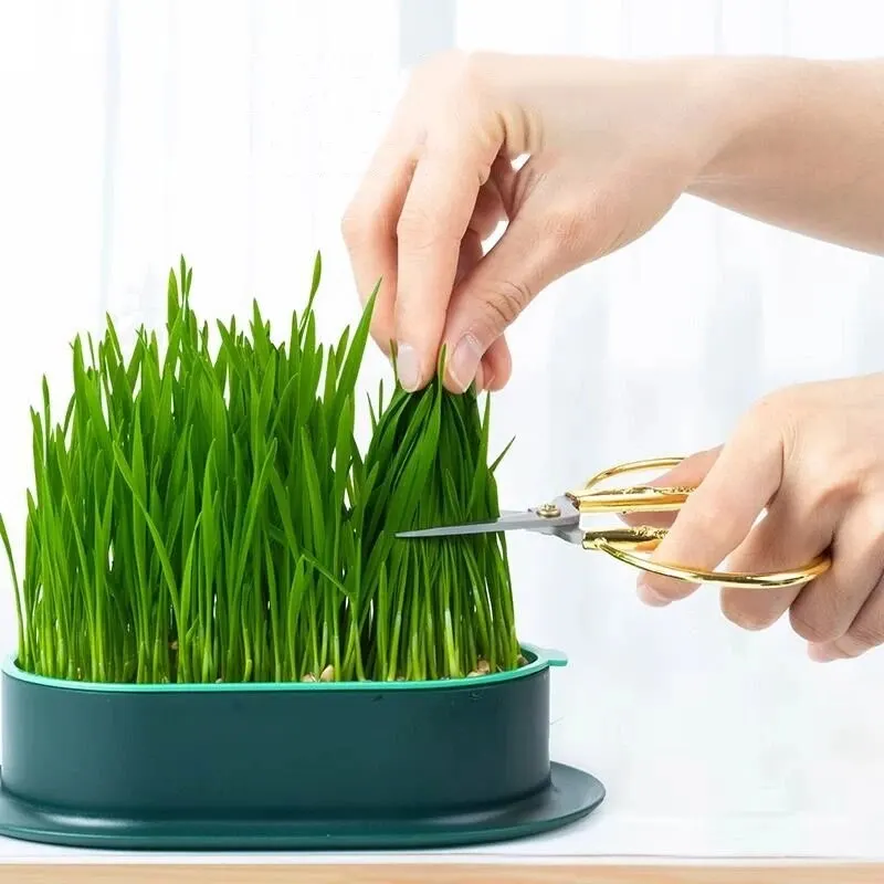 Cat grass growing pot New Pet Cat Sprout Dish Growing Pot Hydroponic Plant Cat Grass Germination Digestion Starter Dish Greenhouse Grow Box