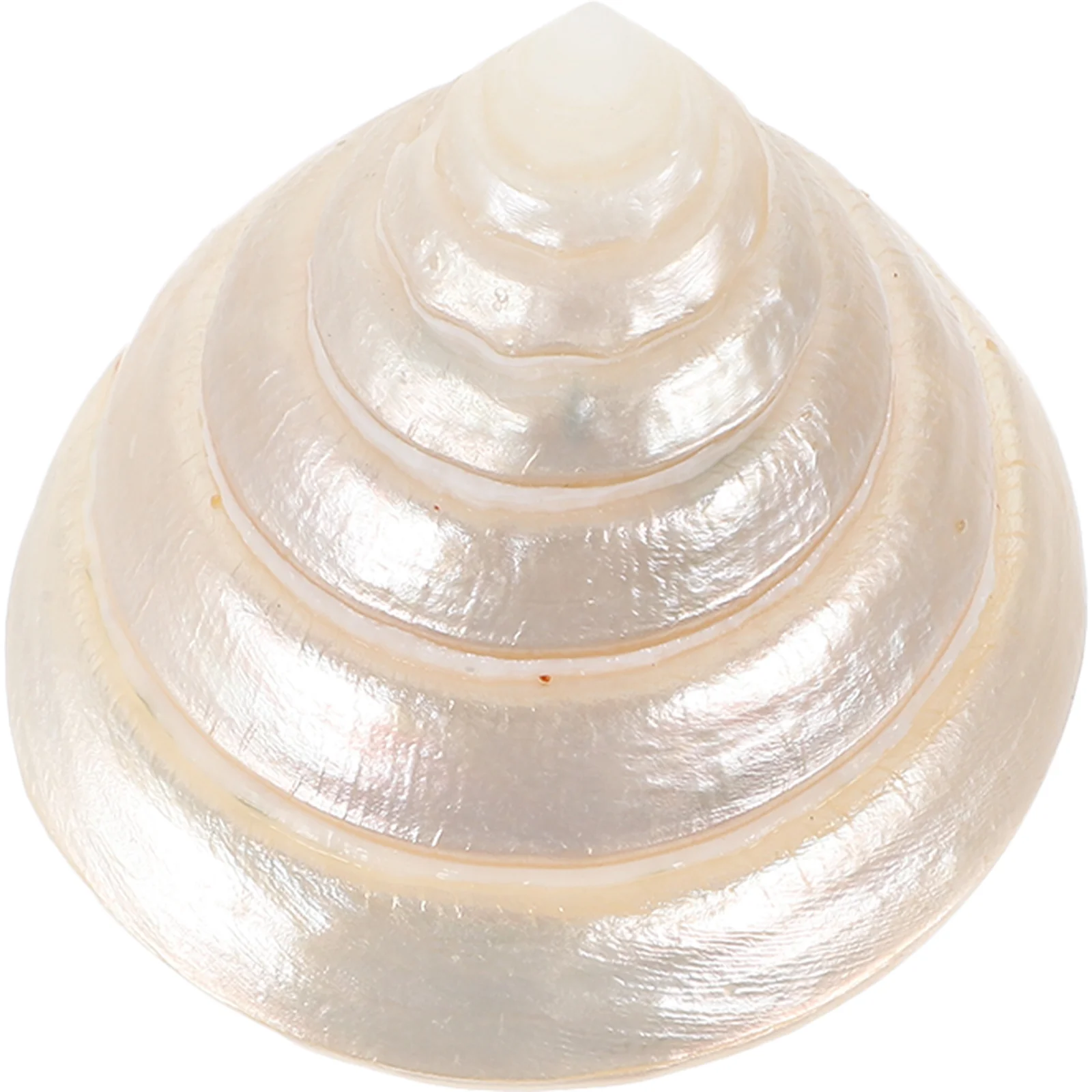 

Seashell Embellishment Decor Conch Ornaments Bathroom Decorations Desktop Adorn