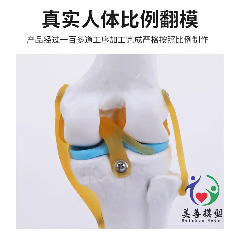 Anatomical Models Knee Model With Ligaments Human Skeleton Teaching Exercises Medical Function Display Shoulder And Neck Spine Skeleton Orthopedic