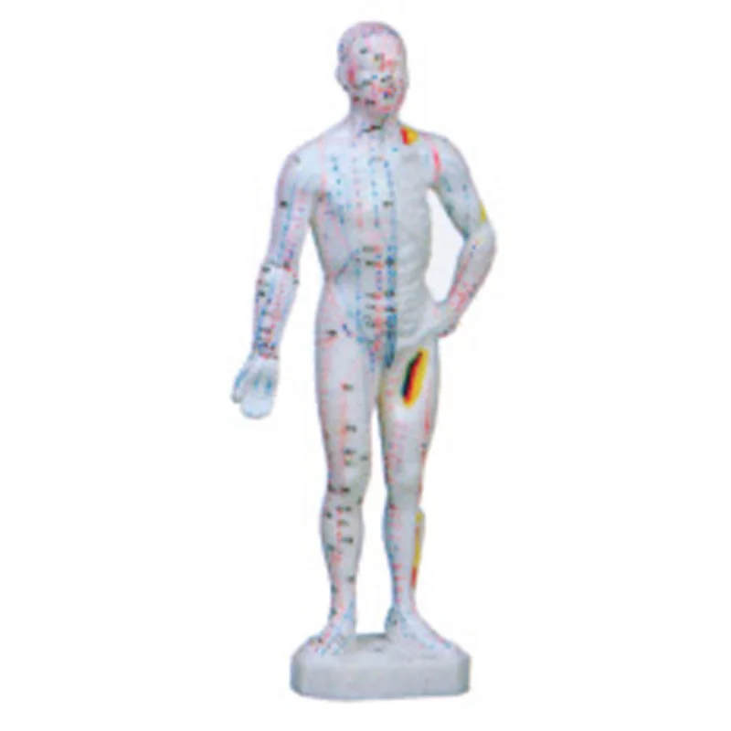 

Medical School Teaching and Hospital Training Traditional Chinese Medicine Body acupuncture model(26CM)