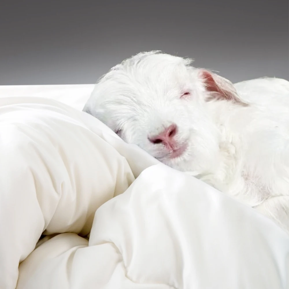 Sondeson Luxury Natural 100% Wool Quilt White Ultra-Soft Wool Filled Comforter Single Twin Double Queen King Blanket All Season