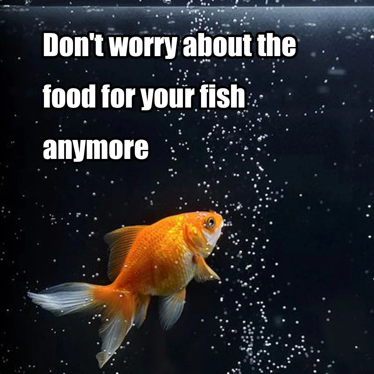 Automatic 100ML Fish Feeder with Programmable Timer and Battery Operation