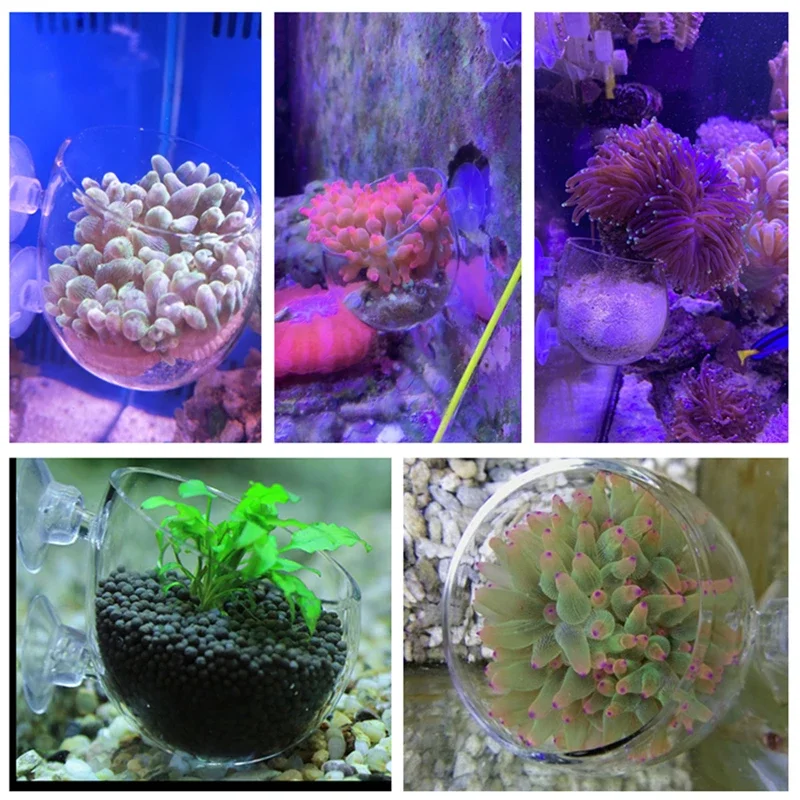 Glass Aquarium Coral Container Sea Anemone Anti-Run Cup Fish Tank Water Plant Bonsai Cylinder Pot for Coral Plant Decoration fish tank ornaments fish tank decorations aquarium ornaments mini landscape ornaments planting cups