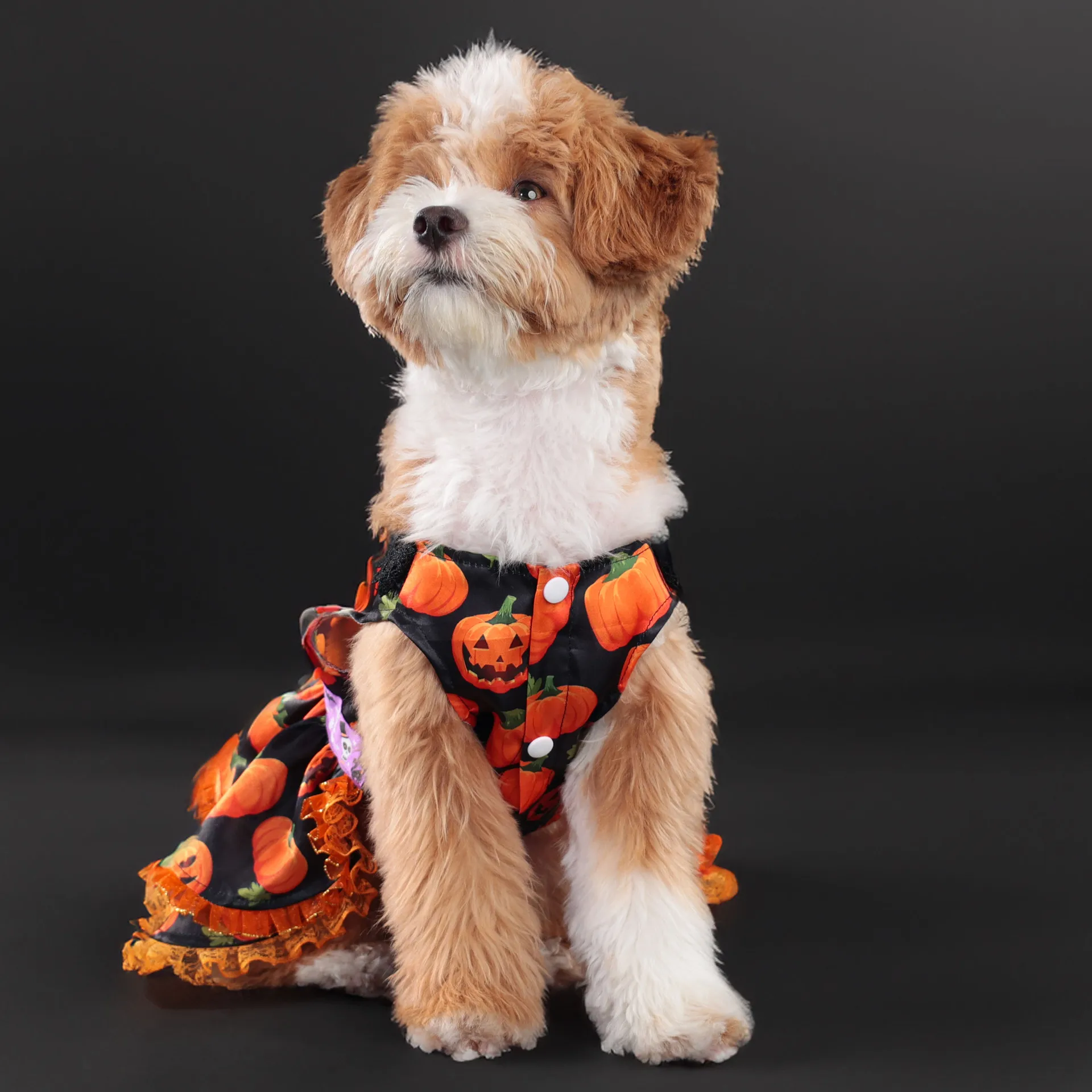 Robe d’Halloween pour Chihuahua - Costume Citrouille - 2025 - Vêtement et accessoires pour chiens - Doglovedesign