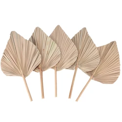 5 Pieces Natural Dried Palm Leaves Room Decor Tropical Dried Palm Fans Decor For A Beautiful Boho Home Wedding Decor