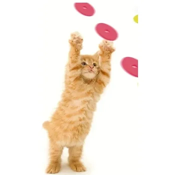 Turnip Launcher Pet Toy 3