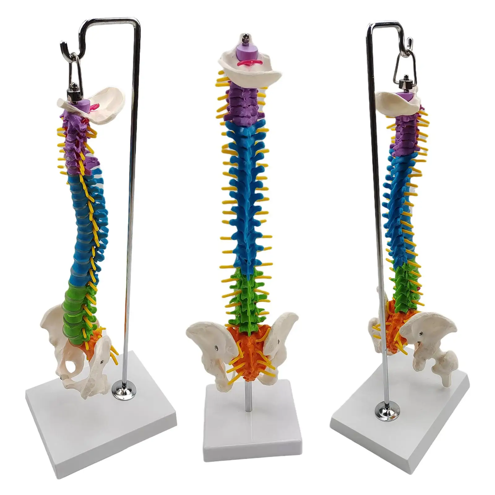 Life Size Flexible Spine Model with Vertebrae, Nerves, Arteries, Pelvis Column for Teaching Aid Biology Class