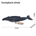 Humpback whale