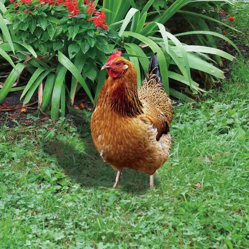 

Creative Chicken Yard Art 2D Acrylic Hen Statue Chicken Garden Yard Rooster Lawn Decor Stake Hen Figurine For Garden Decorations
