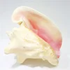 Large Bahama Queen Conch Seashell (Pink) - Bahamas Pink Conch Shell - 18-21CM by Nautical Beach Decor 2
