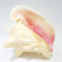 Large Bahama Queen Conch Seashell (Pink) - Bahamas Pink Conch Shell - 18-21CM by Nautical Beach Decor 2