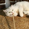 Couch Cat Scratcher Sofa Protection Artifact Cat Supplies Cat Scratch Board Pad Cat Scratching Post Cat Toys Furniture Protector 2