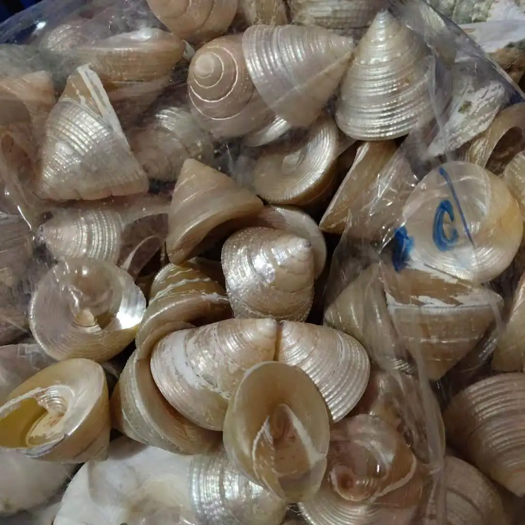 빛나는 달팽이 형광 탐폰, 형광 타워 달팽이, 껍질 장식품, 수집용 달팽이