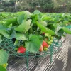 Strawberry Stand Frame Holder Balcony Planting Rack Fruit Support Plant Flower Climbing Vine Pillar Gardening Stand 5