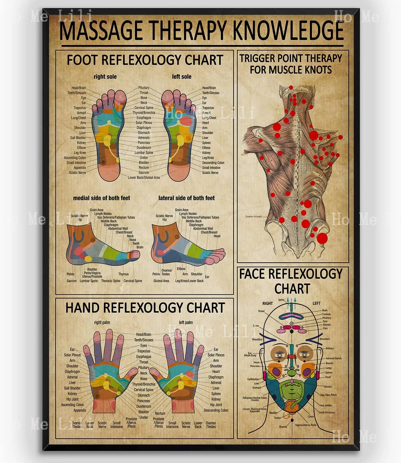 リフレクソロジーチャートマッサージ療法知識ポスター足トリガー