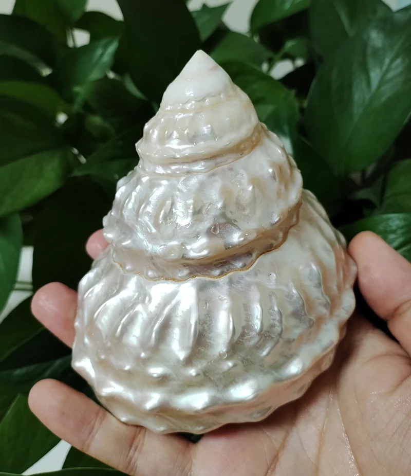 Decorative Cone Shell 5-10cm Emperor's Slit Shells Seashells DIY