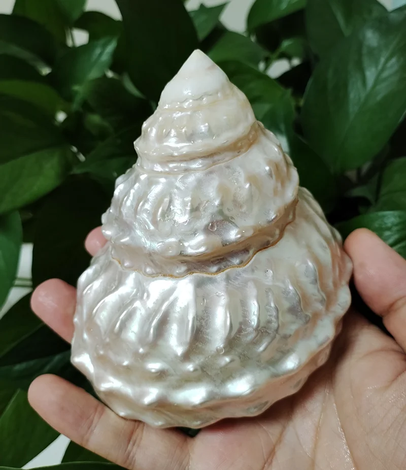 White Mother of Pearl Tower Pagoda Oyster Sea Shell Snail Luminous Big