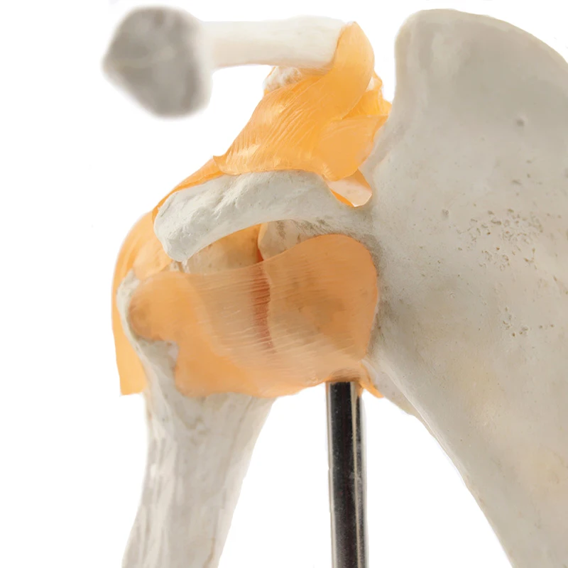 Human Functional Shoulder Joint Anatomy Model Medical Science Teaching Resources Dropshipping anatomical models